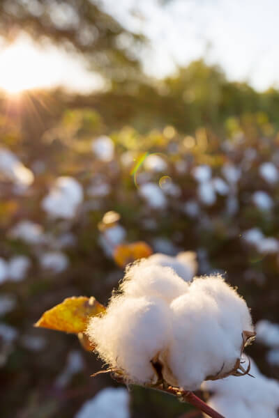 Cotton farming western Qld