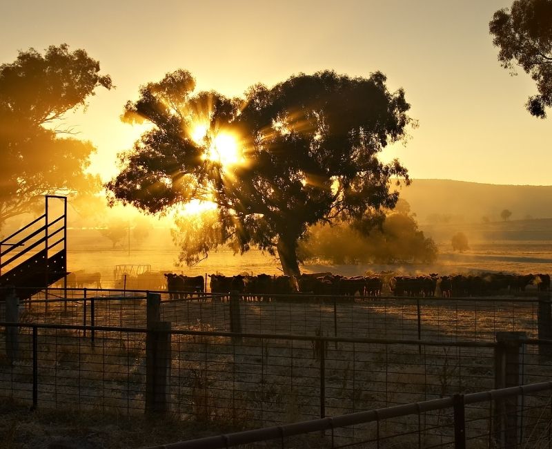 Rural life on a farm with morning sunglight filtering through a tree