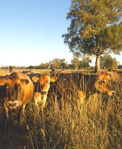 Agribusiness-Family-Succession-Planning-Australia.jpg
